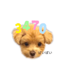 マルプーマルコ3（個別スタンプ：20）