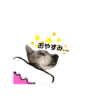 Bell♩（個別スタンプ：6）