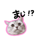 しゃけちゃんのスタンプ①（個別スタンプ：12）