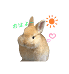 毎日使える！うさぎのチコ＆ジョルノ（個別スタンプ：1）