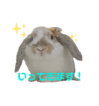 毎日使える！うさぎのチコ＆ジョルノ（個別スタンプ：3）