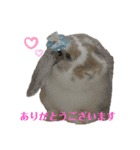毎日使える！うさぎのチコ＆ジョルノ（個別スタンプ：9）