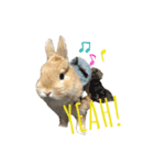 毎日使える！うさぎのチコ＆ジョルノ（個別スタンプ：13）