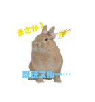 毎日使える！うさぎのチコ＆ジョルノ（個別スタンプ：14）
