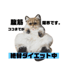 ぐーたら『きなこ』（個別スタンプ：3）