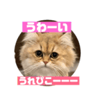 ぐーたら『きなこ』（個別スタンプ：7）