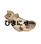 ぐーたら『きなこ』（個別スタンプ：15）