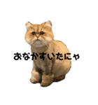 ぐーたら『きなこ』（個別スタンプ：16）