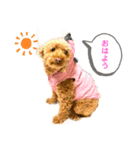 トイ・プードルのりり2（個別スタンプ：1）