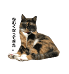 猫ちゃんたちとの生活（個別スタンプ：1）