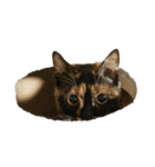 猫ちゃんたちとの生活（個別スタンプ：2）