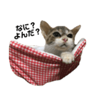 猫ちゃんたちとの生活（個別スタンプ：3）