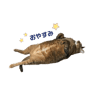 猫ちゃんたちとの生活（個別スタンプ：4）