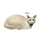 猫ちゃんたちとの生活（個別スタンプ：6）
