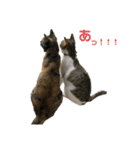 猫ちゃんたちとの生活（個別スタンプ：7）