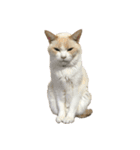 猫ちゃんたちとの生活（個別スタンプ：8）