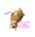 猫ちゃんたちとの生活（個別スタンプ：9）