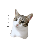 猫ちゃんたちとの生活（個別スタンプ：10）
