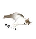 猫ちゃんたちとの生活（個別スタンプ：11）