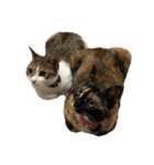 猫ちゃんたちとの生活（個別スタンプ：12）