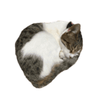 猫ちゃんたちとの生活（個別スタンプ：13）