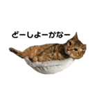 猫ちゃんたちとの生活（個別スタンプ：14）