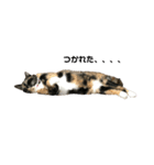 猫ちゃんたちとの生活（個別スタンプ：15）