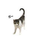 猫ちゃんたちとの生活（個別スタンプ：16）