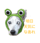 たろうのぼんぼん生活（個別スタンプ：3）