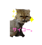 ライオンカットのチンチラゴールデン（個別スタンプ：1）
