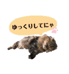 ドンノブボム⑥（個別スタンプ：19）
