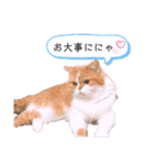 ドンノブボム⑥（個別スタンプ：22）