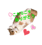 ドンノブボム⑥（個別スタンプ：25）