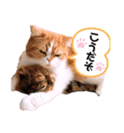 ドンノブボム⑥（個別スタンプ：33）