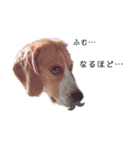 ビーグル犬つぶと日常の一言（個別スタンプ：3）