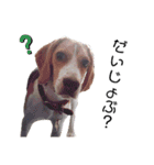ビーグル犬つぶと日常の一言（個別スタンプ：4）