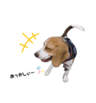 ビーグル犬つぶと日常の一言（個別スタンプ：5）