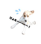 ビーグル犬つぶと日常の一言（個別スタンプ：6）