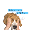 ビーグル犬つぶと日常の一言（個別スタンプ：7）
