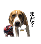 ビーグル犬つぶと日常の一言（個別スタンプ：8）