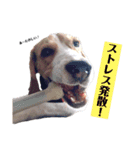 ビーグル犬つぶと日常の一言（個別スタンプ：9）