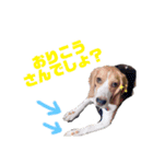 ビーグル犬つぶと日常の一言（個別スタンプ：10）