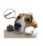 ビーグル犬つぶと日常の一言（個別スタンプ：11）