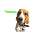 ビーグル犬つぶと日常の一言（個別スタンプ：12）