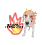 ビーグル犬つぶと日常の一言（個別スタンプ：13）