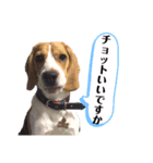ビーグル犬つぶと日常の一言（個別スタンプ：14）
