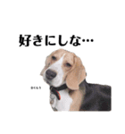 ビーグル犬つぶと日常の一言（個別スタンプ：15）