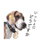 ビーグル犬つぶと日常の一言（個別スタンプ：16）