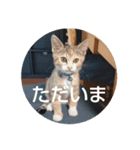 猫「なな」（個別スタンプ：1）