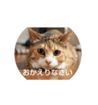 猫「なな」（個別スタンプ：2）